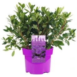 Azalea Japonica Purple (2L)