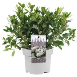 Azalea Japonica White (2L)