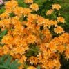 Azalea Orange (9cm, Pack Of 2)
