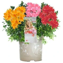 Azalea Tricolour - Pink, Orange & Red(5L)