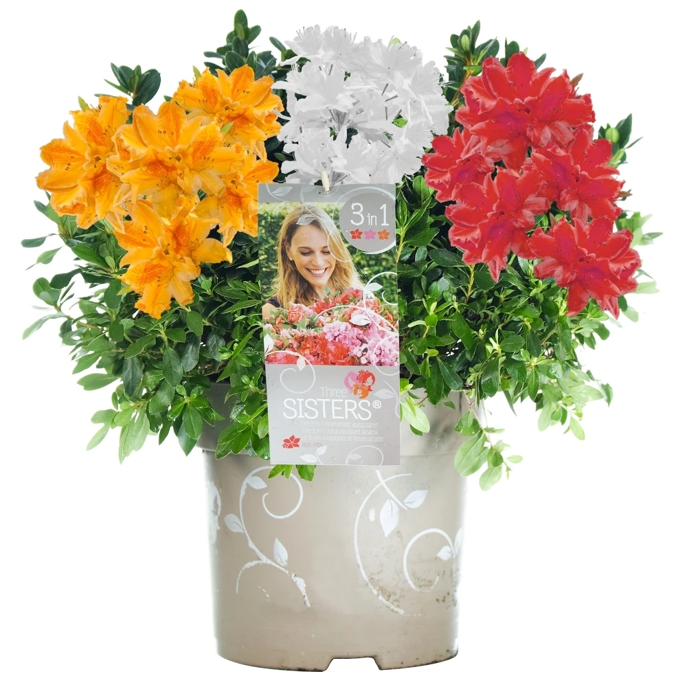 Azalea Tricolour - White, Red & Orange (5L) Azalea Tricolour - White, Red & Orange (5L) -Garden Plant Seed Store azalea tricolour white red orange 5l p5036 39037 image