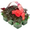 Basket Plants - Begonia Mocca Cherry (6 Pack)