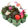 Basket Plants - Begonia Mocca Mixed (6 Pack)