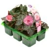 Basket Plants - Begonia Mocca Pink (6 Pack)