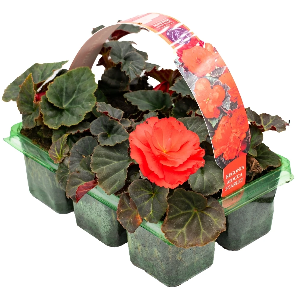 Basket Plants - Begonia Mocca Scarlet Red (6 Pack) Basket Plants - Begonia Mocca Scarlet Red (6 Pack) -Garden Plant Seed Store basket plants begonia mocca scarlet red 6 pack p6493 49097 image