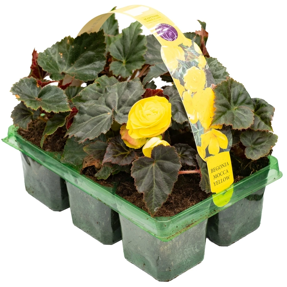 Basket Plants - Begonia Mocca Yellow (6 Pack) Basket Plants - Begonia Mocca Yellow (6 Pack) -Garden Plant Seed Store basket plants begonia mocca yellow 6 pack p6495 49103 image
