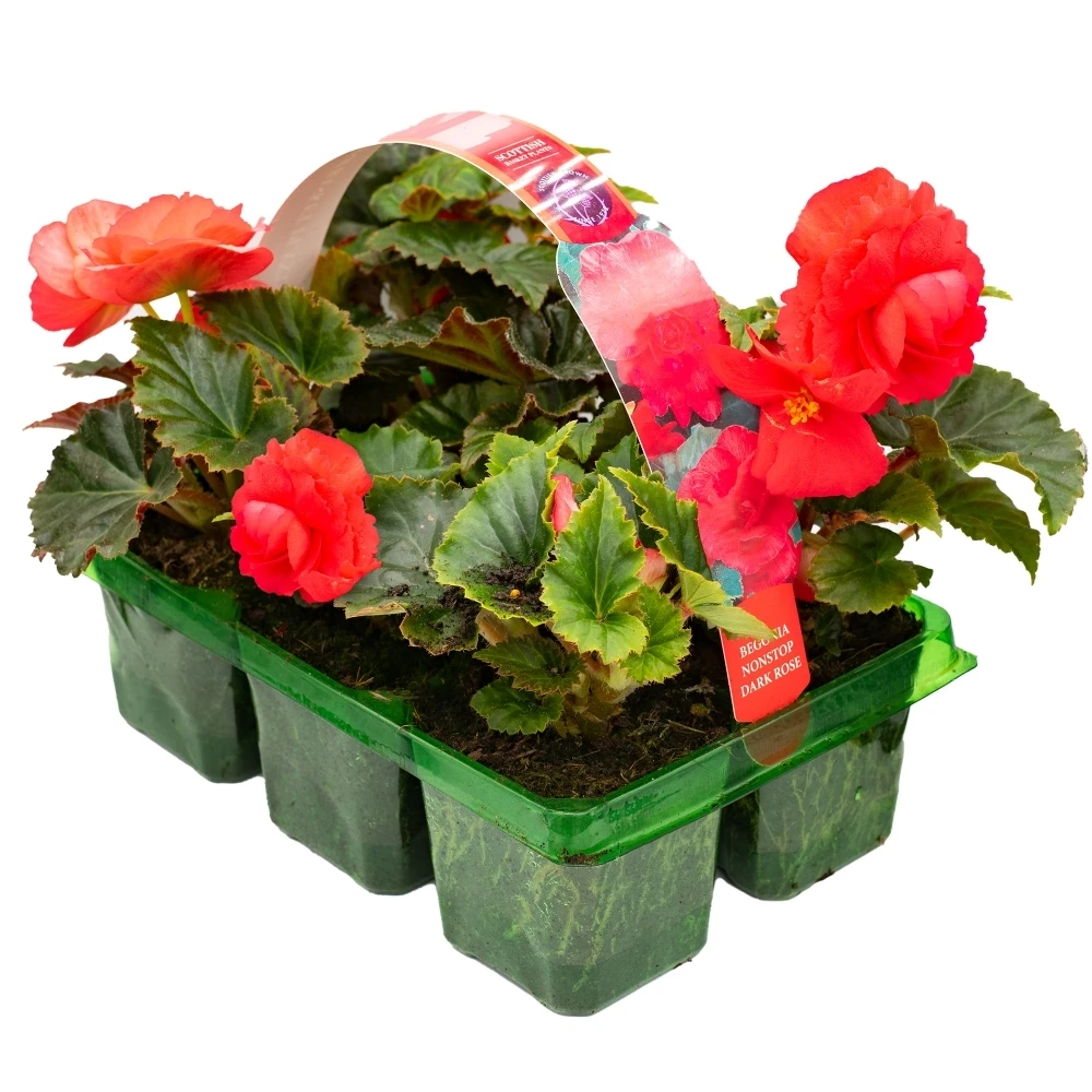 Basket Plants - Begonia Non-Stop Dark Rose (6 Pack) Basket Plants - Begonia Non-Stop Dark Rose (6 Pack) -Garden Plant Seed Store basket plants begonia non stop dark rose 6 pack p6486 49069 image