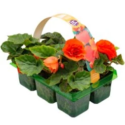 Basket Plants - Begonia Non-Stop Orange (6 Pack)