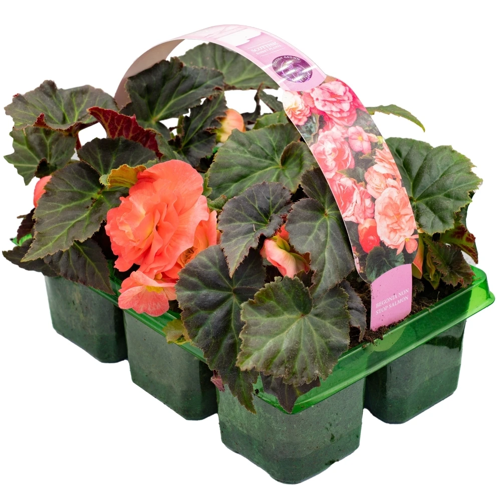 Basket Plants - Begonia Non-Stop Salmon Pink (6 Pack) Basket Plants - Begonia Non-Stop Salmon Pink (6 Pack) -Garden Plant Seed Store basket plants begonia non stop salmon pink 6 pack p6488 49078 image