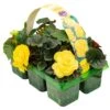 Basket Plants - Begonia Non-Stop Yellow (6 Pack)