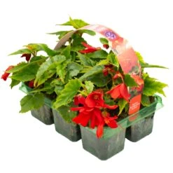 Basket Plants - Begonia Trailing Scarlet Red (6 Pack)