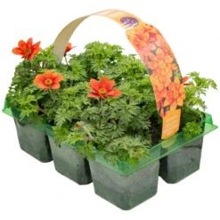 Basket Plants - Bidens Glowing Sky (6 Pack)