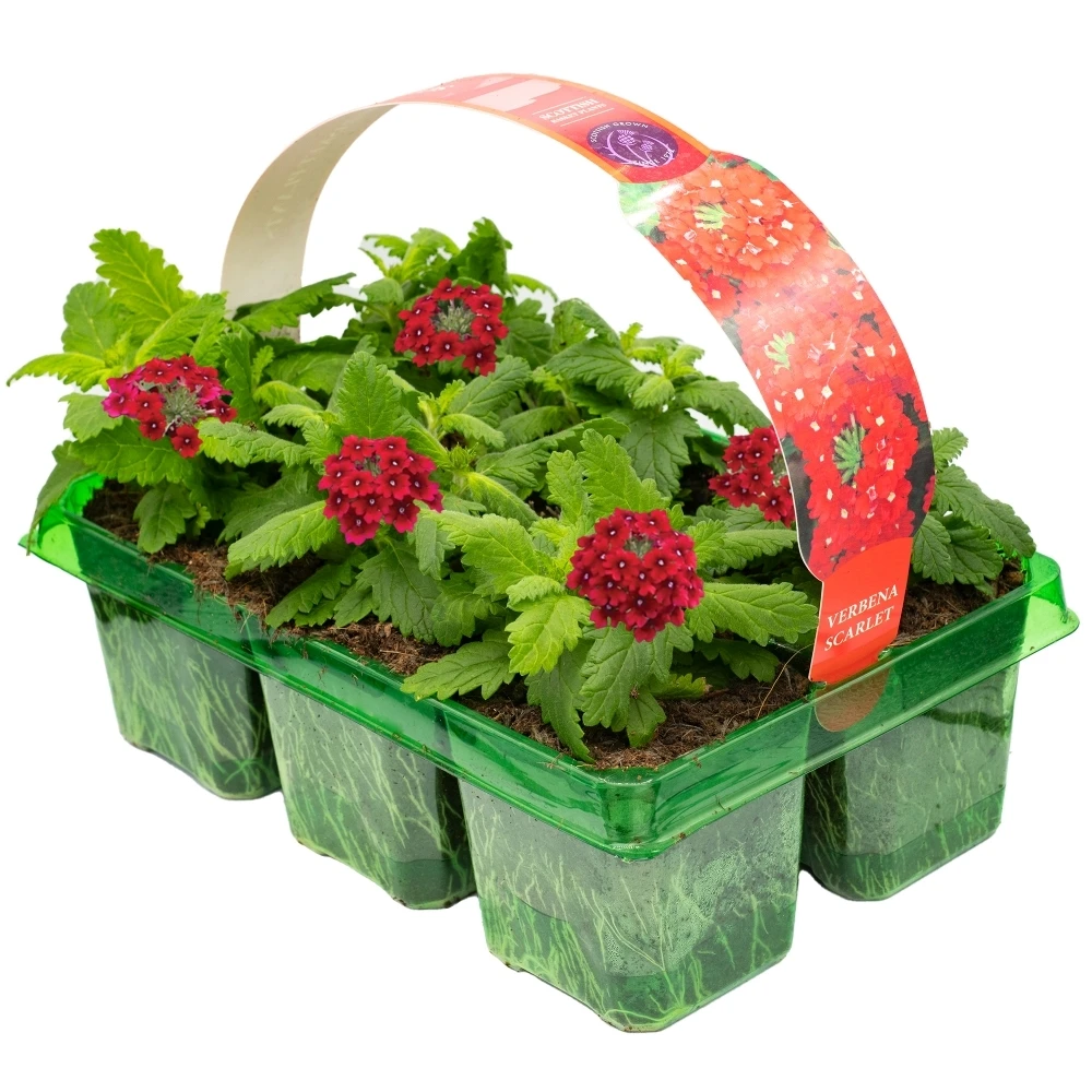 Basket Plants - Verbena Scarlet Red (6 Pack) Basket Plants - Verbena Scarlet Red (6 Pack) -Garden Plant Seed Store basket plants verbena scarlet red 6 pack p6805 49211 image