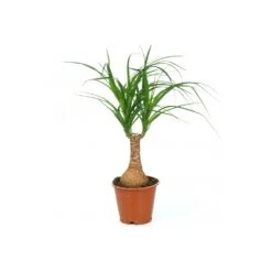 Beaucarnea Recurvata Nolina Tall