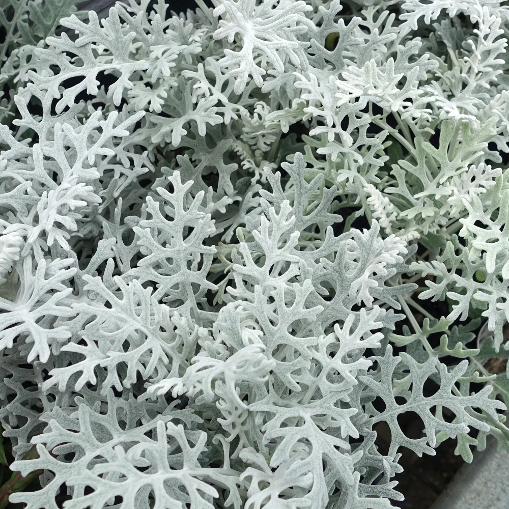 Bedding Plants - Cineraria Silver Dust (6 Pack) Bedding Plants - Cineraria Silver Dust (6 Pack) -Garden Plant Seed Store bedding plants cineraria silver dust 6 pack p5655 43046 image