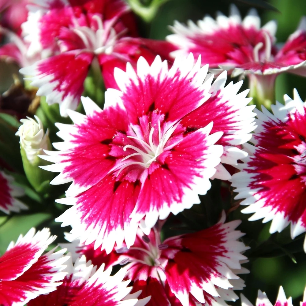 Bedding Plants - Dianthus Sweet William (6 Pack) Bedding Plants - Dianthus Sweet William (6 Pack) -Garden Plant Seed Store bedding plants dianthus sweet william 6 pack p5662 43049 image