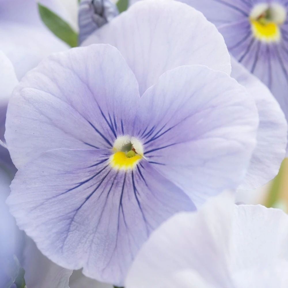 Bedding Plants - Pansy Azure Blue (6 Pack) Bedding Plants - Pansy Azure Blue (6 Pack) -Garden Plant Seed Store bedding plants pansy azure blue 6 pack p5699 43058 image