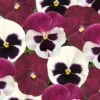 Bedding Plants - Pansy Raspberry Sundae (6 Pack)