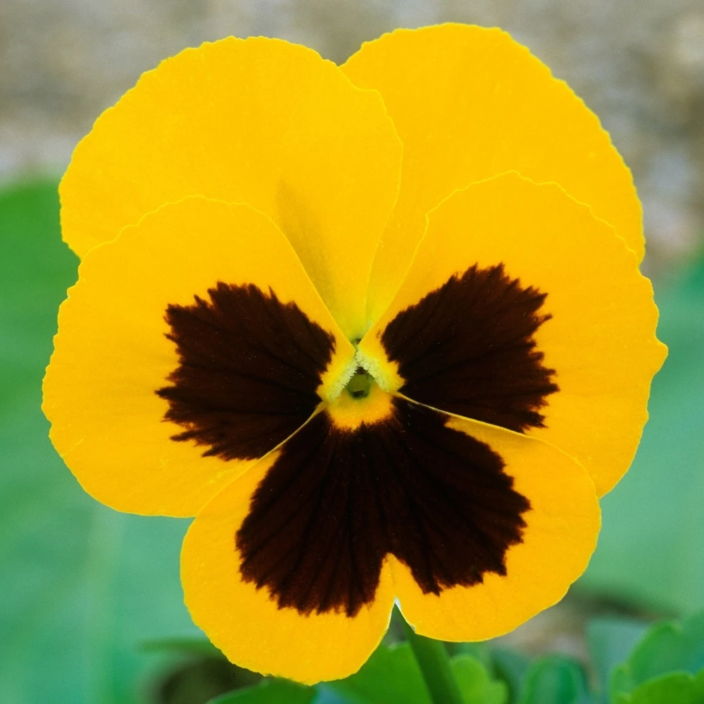 Bedding Plants - Pansy Yellow Blotch (6 Pack) Bedding Plants - Pansy Yellow Blotch (6 Pack) -Garden Plant Seed Store bedding plants pansy yellow blotch 6 pack p5717 43124 image