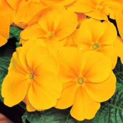 Bedding Plants - Polyanthus Orange (6 Pack)