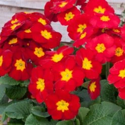 Bedding Plants - Polyanthus Red (6 Pack)