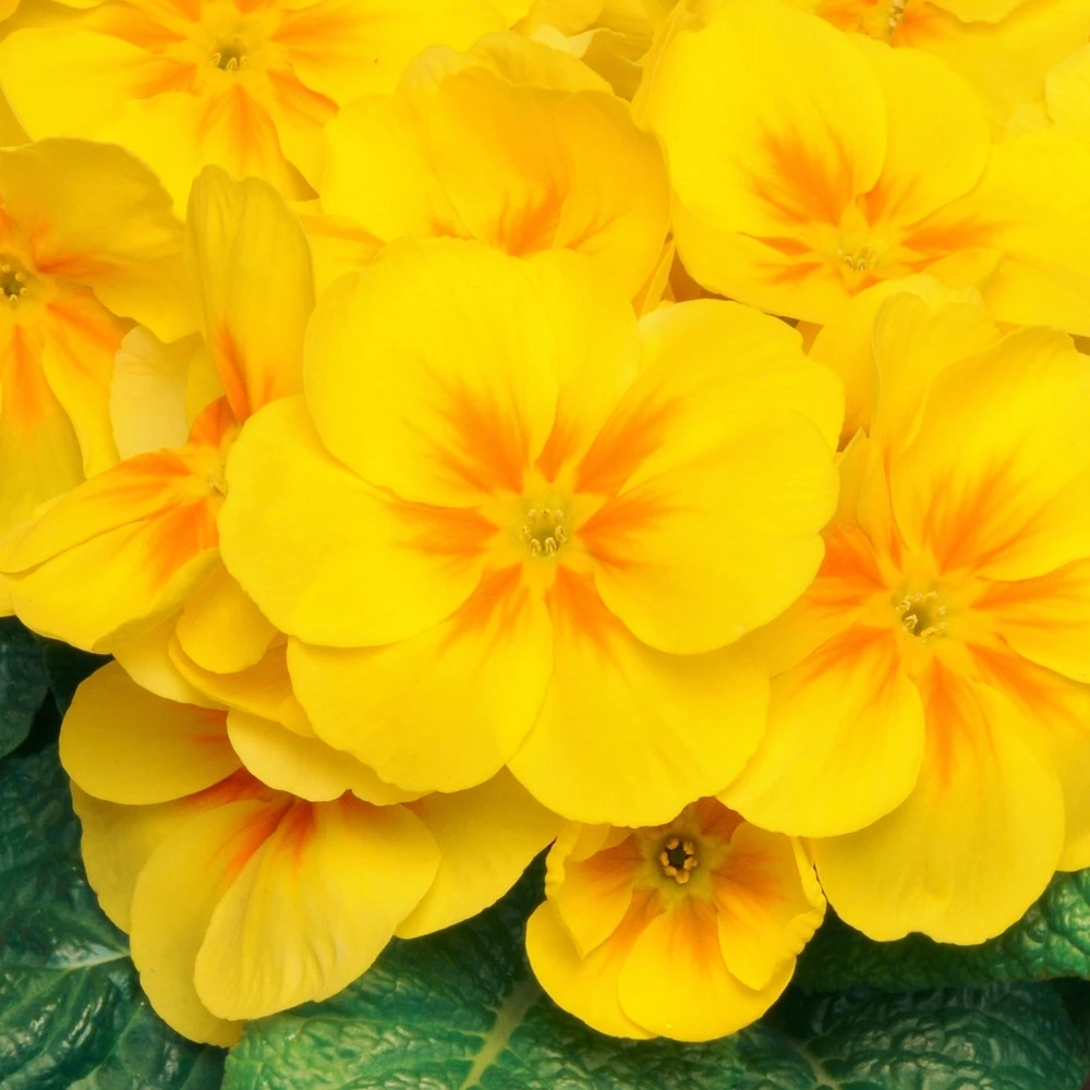 Bedding Plants - Polyanthus Yellow (6 Pack) Bedding Plants - Polyanthus Yellow (6 Pack) -Garden Plant Seed Store bedding plants polyanthus yellow 6 pack p5738 43148 image