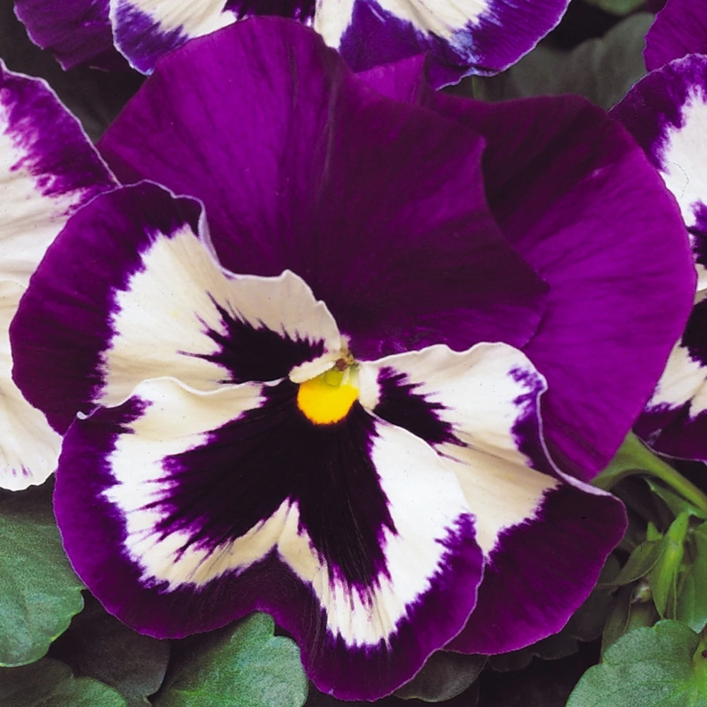 Bedding Plants - Purple and White (6 Pack) Bedding Plants - Purple And White (6 Pack) -Garden Plant Seed Store bedding plants purple and white 6 pack p5709 43097 image