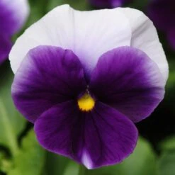 Bedding Plants - Viola Beaconsfield (10 Pack)