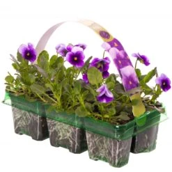 Bedding Plants - Viola Beaconsfield (6 Pack)