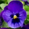 Bedding Plants - Viola Blue Blotch (6 Pack)