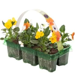 Bedding Plants - Viola Citrus Mix (6 Pack)