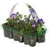 Bedding Plants - Viola Delft Blue (6 Pack)