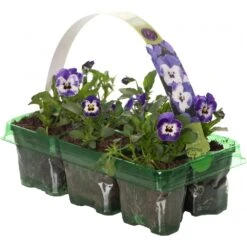 Bedding Plants - Viola Delft Blue (6 Pack)