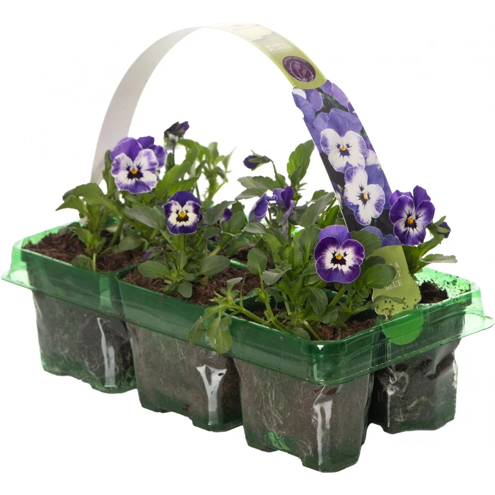 Bedding Plants - Viola Delft Blue (6 Pack) Bedding Plants - Viola Delft Blue (6 Pack) -Garden Plant Seed Store bedding plants viola delft blue 6 pack p6293 46418 image