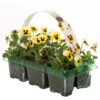 Bedding Plants - Viola Lemon Ice Blotch (6 Pack)