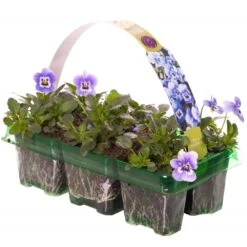 Bedding Plants - Viola Marina (6 Pack)