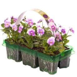 Bedding Plants - Viola Pink Halo (6 Pack)