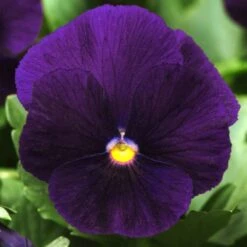 Bedding Plants - Viola Purple (10 Pack)