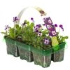 Bedding Plants - Viola Purple Face (6 Pack)