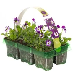 Bedding Plants - Viola Purple Face (6 Pack)