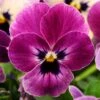 Bedding Plants - Viola Raspberry (6 Pack)