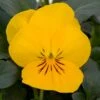 Bedding Plants - Viola Yellow (10 Pack)