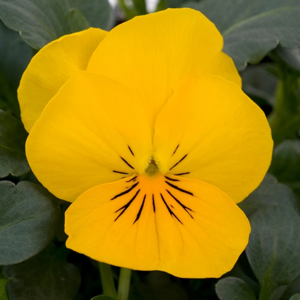 Bedding Plants - Viola Yellow (10 Pack) Bedding Plants - Viola Yellow (10 Pack) -Garden Plant Seed Store bedding plants viola yellow 10 pack p5763 43232 image