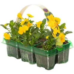 Bedding Plants - Viola Yellow (6 Pack)