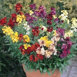Bedding Plants - Wallflower Sunset Mixed (6 Pack)