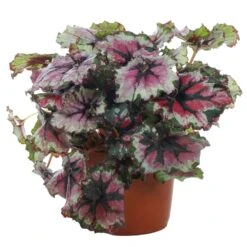Begonia Rex Ballroom Dance