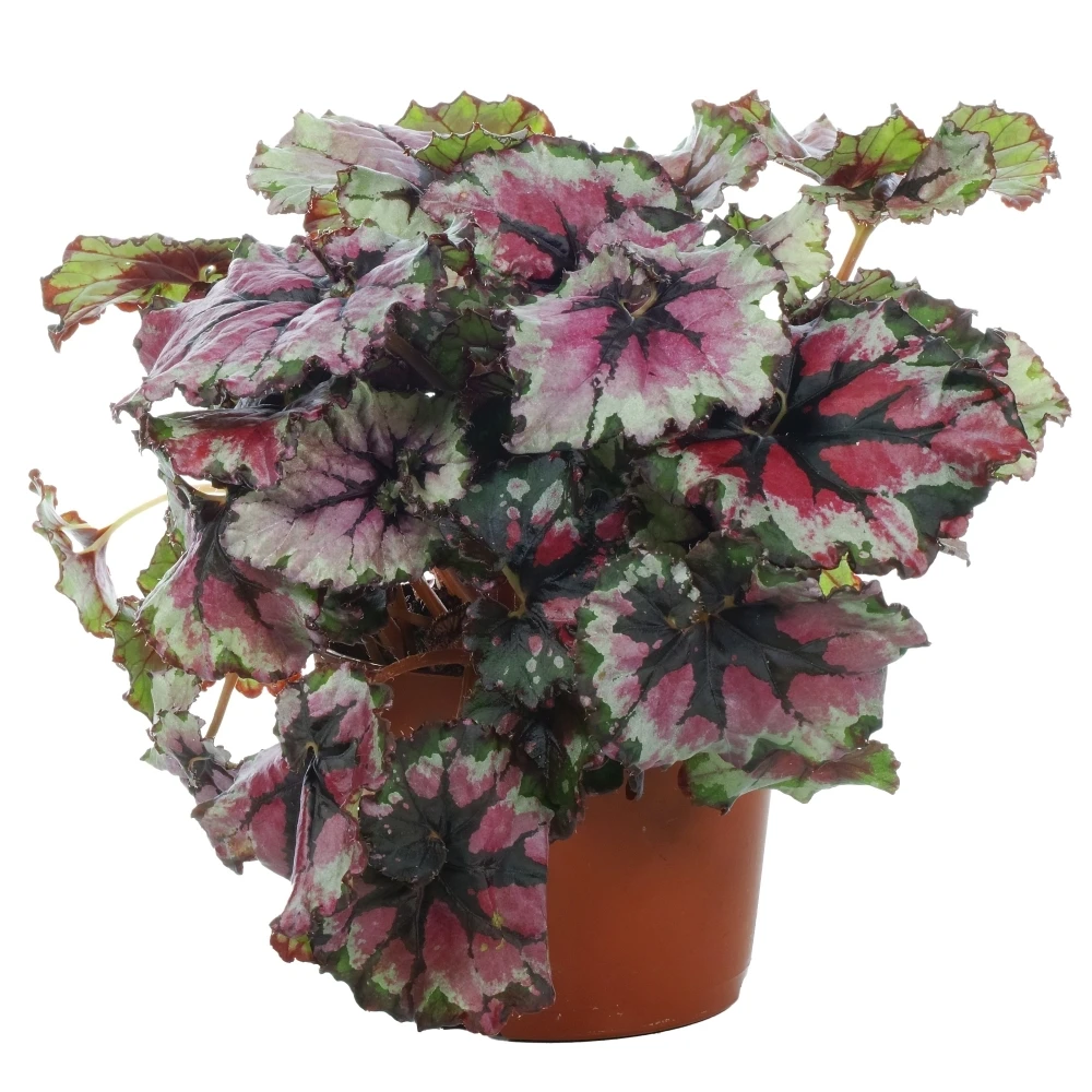 Begonia rex Ballroom Dance Begonia Rex Ballroom Dance -Garden Plant Seed Store begonia rex ballroom dance p5023 38966 image