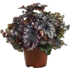 Begonia Rex Cumbia