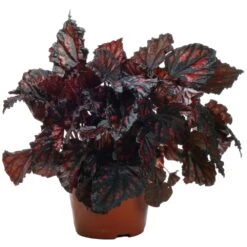 Begonia Rex Etna