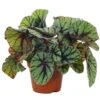 Begonia Rex Fedor